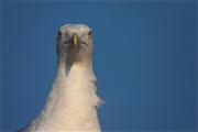 Gavià argentat (Larus michaelis)