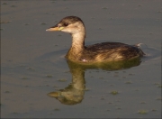 Cabusset (Tachybaptus ruficollis)