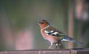 Pinsà comú (Fringilla coelebs)