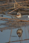 Cotxa Blava (Luscinia svecica)