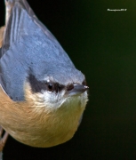 Ocells de la Garrotxa:Pica-soques Blau