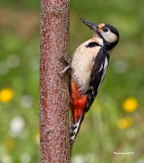 Ocells de la Garrotxa:Picot Garcer Gros