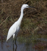 Martinet blanc (Egretta garzetta)