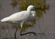 Martinet blanc (Egretta garzetta)