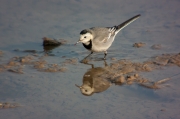Cuereta blanca vulgar (Motacilla alba)