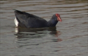 Polla blava (Porphyrio porphyrio)