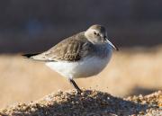 Tèrrit variant (Calidris alpina)