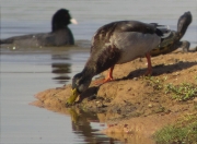 Ànec collverd (Anas platyrhynchos)