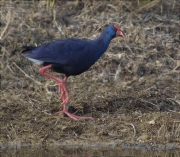 Polla blava (Porphyrio porphyrio)