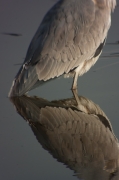 Bernat pescaire (Ardea cinerea)