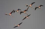 Flamencs (Phoenicopterus roseus)