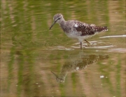 Valona (Tringa glareola)