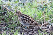 Becadell comú (Gallinago gallinago)