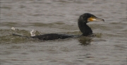 Corb marí gros (Phalacrocorax carbo)