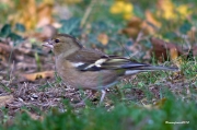 Ocells de la Garrotxa:Pinsà