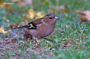 Ocells de la Garrotxa:Pinsà