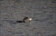 Corb marí gros (Phalacrocorax carbo) 2de2