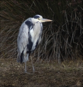 Bernat pescaire (Ardea cinerea)