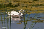 Nidificants del PNAE: Cigne Mut