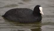 Fotja (Fulica atra)