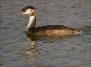 Cabussó emplomallat (Podiceps cristatus)