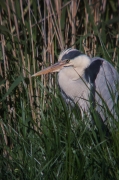 Bernat pescaire (Ardea Cinerea)