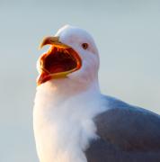 Gavià argentat (Larus michahellis)