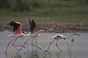 Flamenc (Phoenicopterus roseus) 1de2