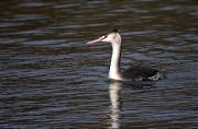 Cabusso emplomallat (Podiceps cristatus)