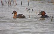 Cabusset (Tachybaptus ruficollis)