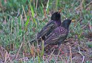 Estornell vulgar (Sturnus vulgaris)