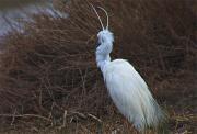 Martinet blanc (Egretta garzetta)