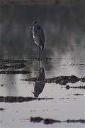 Bernat pescaire (Ardea cinerea)