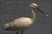 Bec-planer (Platalea leucorodia)