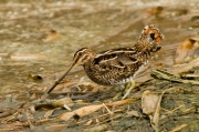 Becadell comú (Gallinago gallinago)