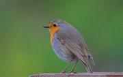 Pit-roig (Erithacus rubecula)