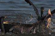 Corb marí gros (Phalacrocorax carbo) 2de2