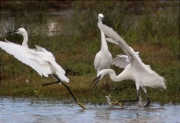 Disputes entre martinets blanc 2/3