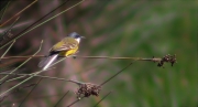 Cuereta groga (Motacilla flava)