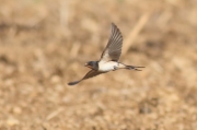 Golondrina comun