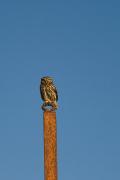 Mussol comú (Athene noctua)