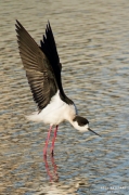 Cames llargues (Himantopus himantopus)