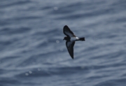 Petrell de ventre negre (Fregetta tropica)