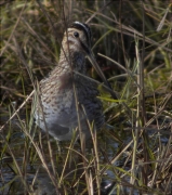 Becadell comú (Gallinago gallinago)