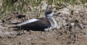 Cames llargues (Himantopus himantopus)