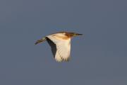 Martinet ros a la fugida (Ardeola ralloides)