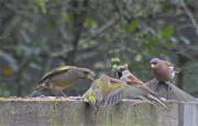 Pinsà,Pardal,Verdum (Fringillka coelebs,Passer domesticus,Carduelis chloris)