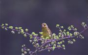 Verdum (Carduelis clhoris)