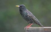 Estornell vulgar (Sturnus vulgaris)