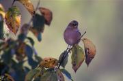 Pinsà comú (Fringilla coelebs)